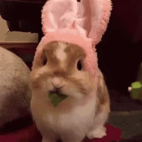 rabbit gif|funny rabbit gif.